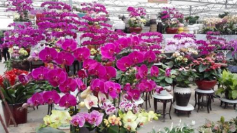 2016年马德拉花卉节